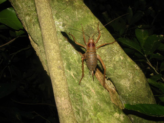 Illustration for article titled Weekend Nightmare Fuel: The Biggest Crawling Animals on Earth